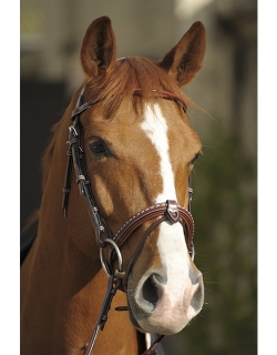 Point sellier hazelnut bridle Penelope-store