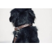 Point Sellier Dog Collar - Havana