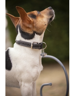 Olie Dog Collar - Havana