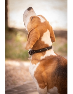 Collier pour Chien Billie - Noir