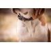 Billie Dog Collar - Black