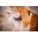 Billie Dog Collar - Black